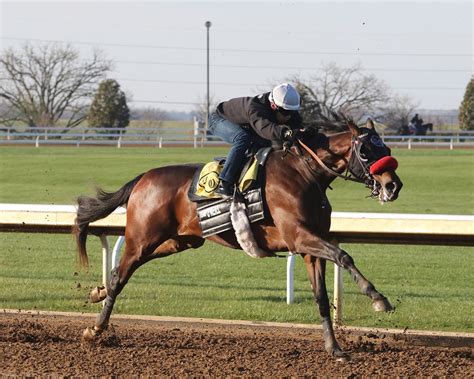 equibase workouts today results thoroughbred|More.